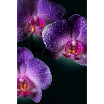 Rare Orchids 